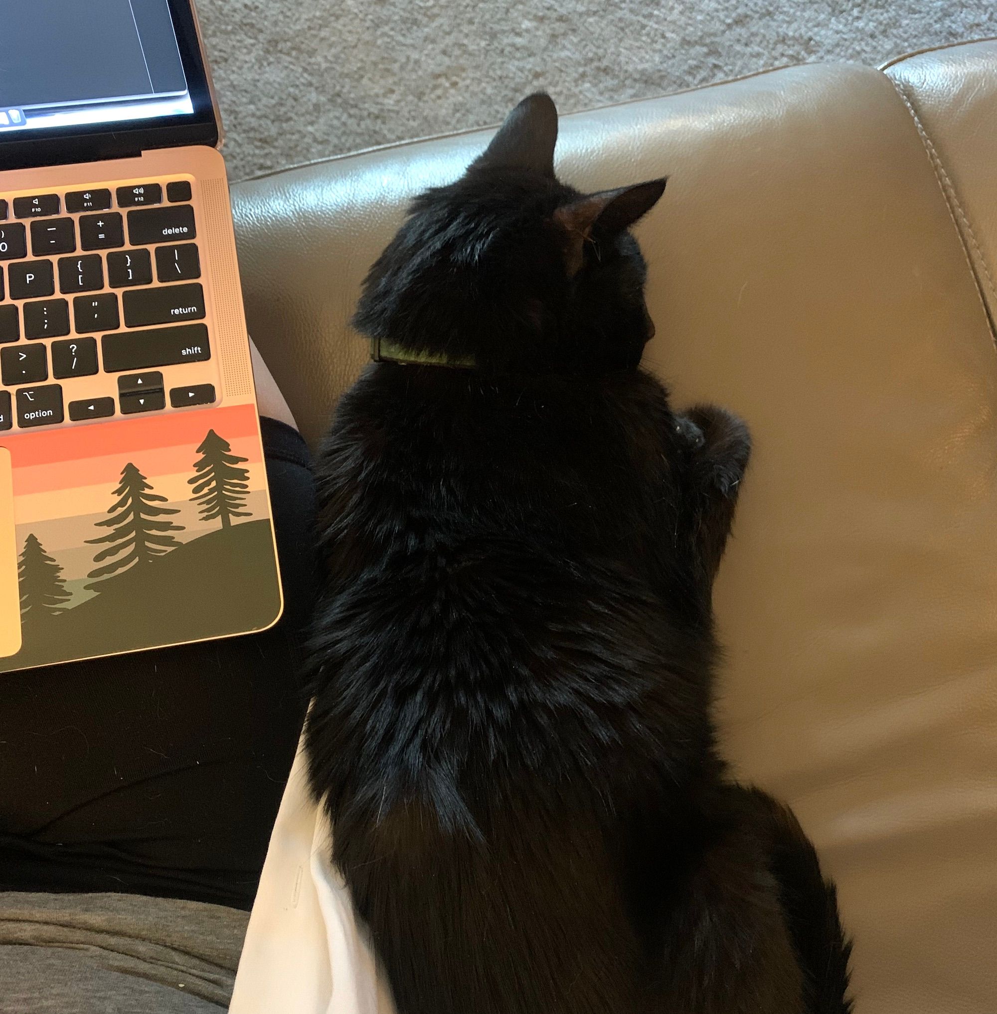 Remote Work and Furry Companions: Six Remote Workers Share Their Stories